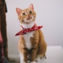 cat image example