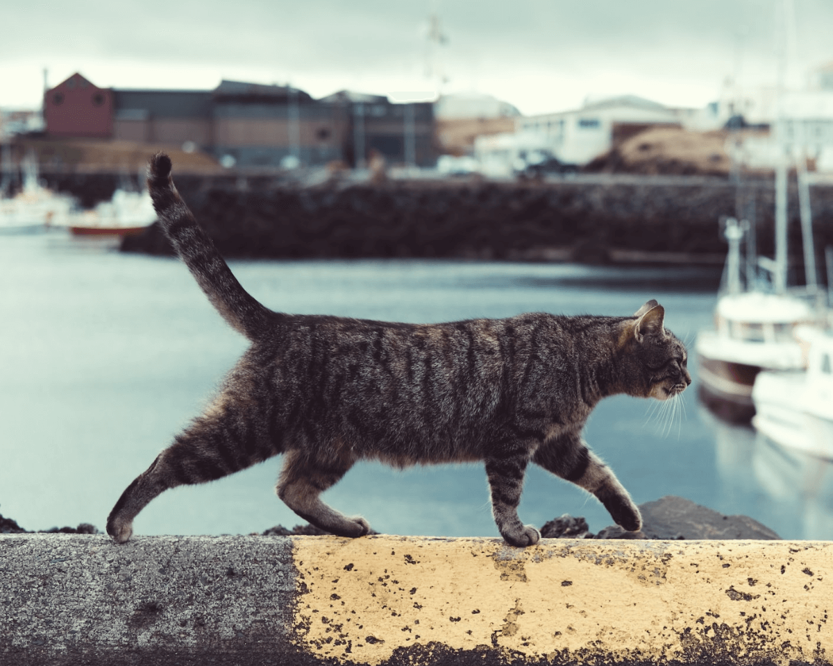 a cat walking on the seaside by side cruise ship