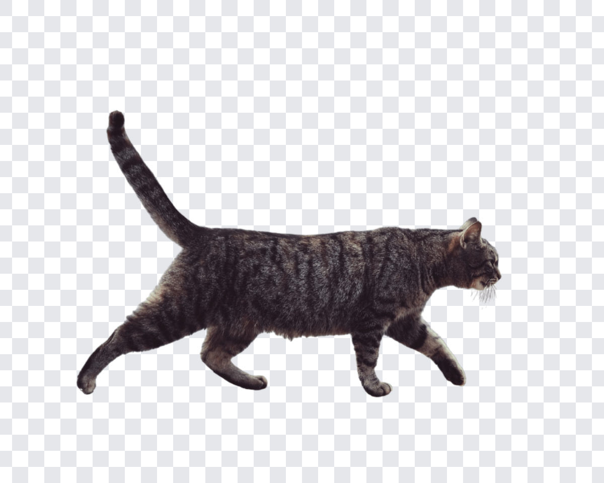 extract the cat from the seaside by side cruise ship image with fotor bg remover
